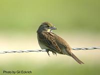 Dickcissel May 07 Field Trip 072 